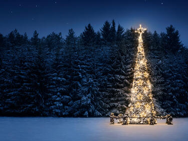 Christmas tree with white lights in a snowy field by a forest.